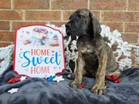 Nagini, a female Great Dane for sale in Fort Worth, TX – 4 of 10