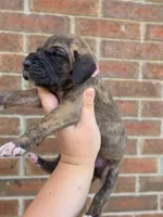 Umbrige , a female Great Dane for sale in Fort Worth, TX – 3 of 6