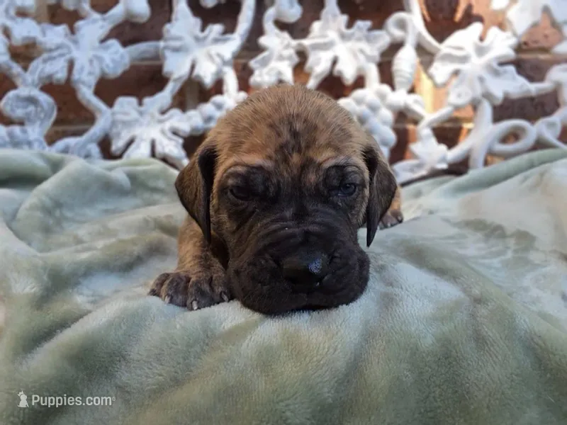 Peeves – Great Dane puppy for sale in Fort Worth, TX