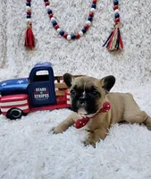 Ricotta, a female French Bulldog for sale in Fort Worth, TX – Photo 7 of 8