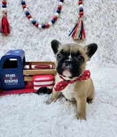 Ricotta, a female French Bulldog for sale in Fort Worth, TX – Photo 1 of 8