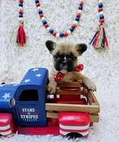 Ricotta, a female French Bulldog for sale in Fort Worth, TX – Photo 3 of 8