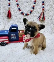 Ricotta, a female French Bulldog for sale in Fort Worth, TX – Photo 4 of 8