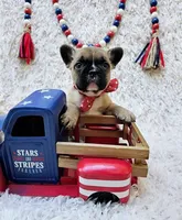 Ricotta, a female French Bulldog for sale in Fort Worth, TX – Photo 6 of 8