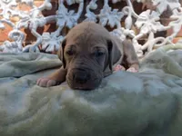 Tonks, a female Great Dane for sale in Fort Worth, TX – 3 of 7