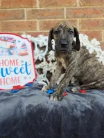 Nimbus, a male Great Dane for sale in Fort Worth, TX – 5 of 9