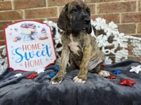 Umbrige , a female Great Dane for sale in Fort Worth, TX – 6 of 9
