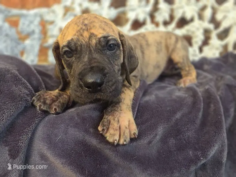 Peeves – Great Dane puppy for sale in Fort Worth, TX
