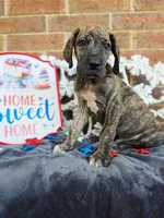 Nimbus, a male Great Dane for sale in Fort Worth, TX – 8 of 9