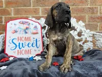 Nagini, a female Great Dane for sale in Fort Worth, TX – 9 of 10
