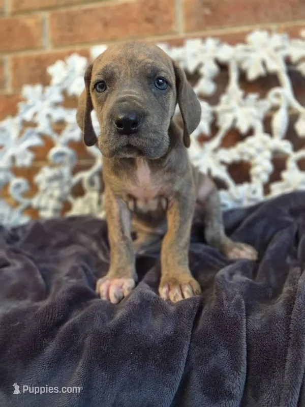 Minerva – Great Dane puppy for sale in Fort Worth, TX