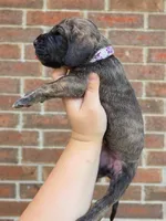 Nagini, a female Great Dane for sale in Fort Worth, TX – 2 of 6