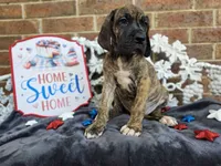Umbrige , a female Great Dane for sale in Fort Worth, TX – 5 of 9