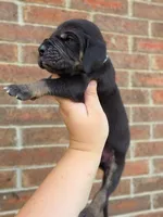 Padfoot, a male Great Dane for sale in Fort Worth, TX – 3 of 6