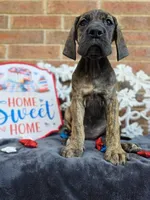 Nagini, a female Great Dane for sale in Fort Worth, TX – 6 of 10
