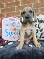 Tonks, a female Great Dane for sale in Fort Worth, TX – 7 of 10