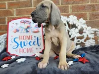 Tonks, a female Great Dane for sale in Fort Worth, TX – 3 of 10