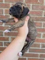 Umbrige , a female Great Dane for sale in Fort Worth, TX – 5 of 6