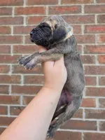 Peeves, a male Great Dane for sale in Fort Worth, TX – 4 of 6