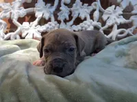 Minerva, a female Great Dane for sale in Fort Worth, TX – 5 of 7