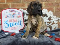 Umbrige , a female Great Dane for sale in Fort Worth, TX – 7 of 9