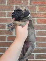 Peeves, a male Great Dane for sale in Fort Worth, TX – 2 of 6