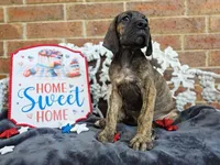 Nagini, a female Great Dane for sale in Fort Worth, TX – 7 of 10
