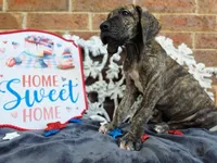 Nimbus, a male Great Dane for sale in Fort Worth, TX – 2 of 9