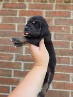 Padfoot, a male Great Dane for sale in Fort Worth, TX – 5 of 6
