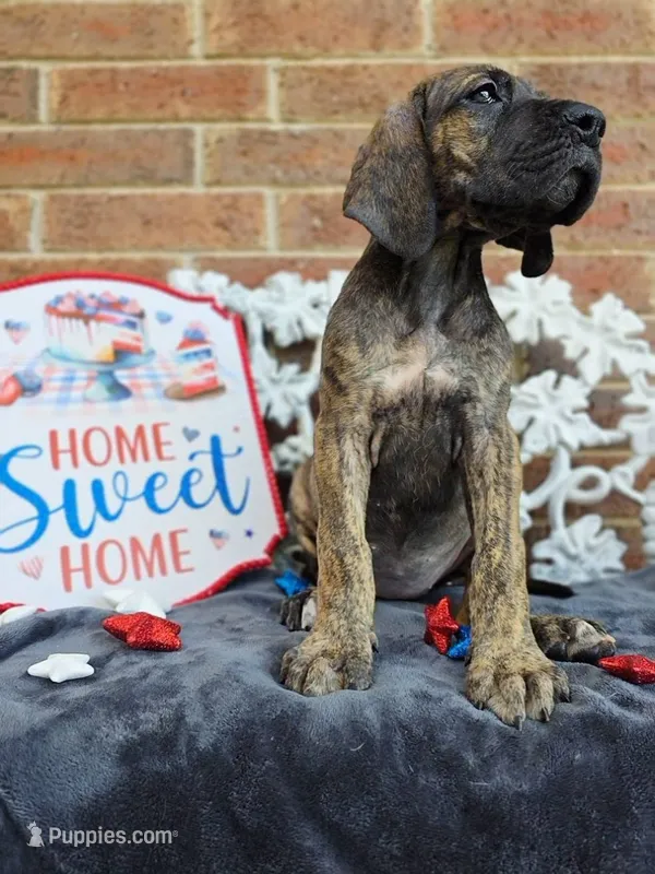 Nagini – Great Dane puppy for sale in Fort Worth, TX