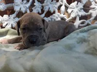 Minerva, a female Great Dane for sale in Fort Worth, TX – 2 of 7