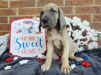 Tonks, a female Great Dane for sale in Fort Worth, TX – 9 of 10