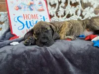 Nagini, a female Great Dane for sale in Fort Worth, TX – 8 of 10