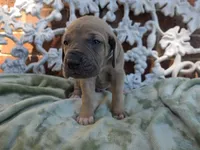 Tonks, a female Great Dane for sale in Fort Worth, TX – 4 of 7