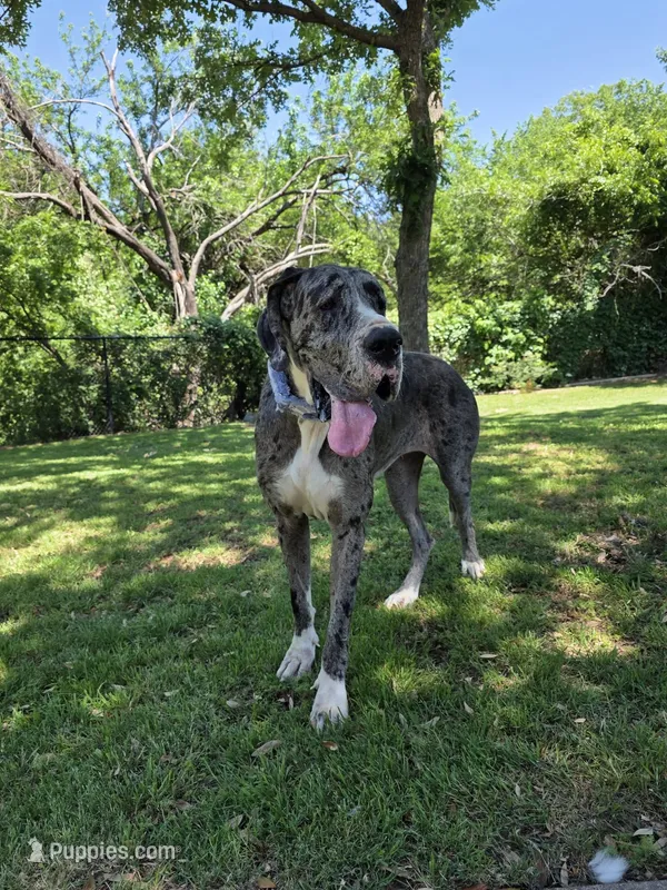 Olivia - Import – Great Dane puppy for sale in Fort Worth, TX