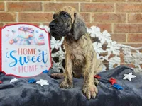 Peeves, a male Great Dane for sale in Fort Worth, TX – 3 of 9