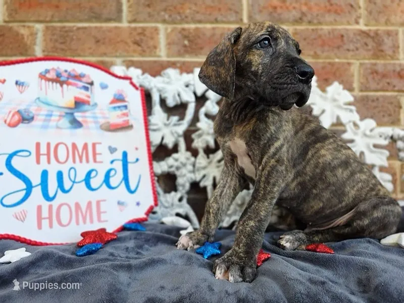 Nimbus – Great Dane puppy for sale in Fort Worth, TX