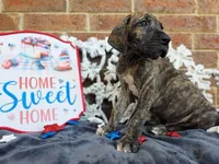Nimbus, a male Great Dane for sale in Fort Worth, TX – 1 of 9