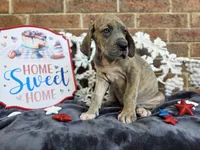 Minerva, a female Great Dane for sale in Fort Worth, TX – 4 of 8