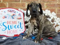 Nimbus, a male Great Dane for sale in Fort Worth, TX – 4 of 9