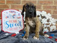 Umbrige , a female Great Dane for sale in Fort Worth, TX – 8 of 9