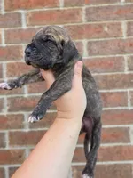 Nimbus, a male Great Dane for sale in Fort Worth, TX – 2 of 6