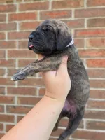Nagini, a female Great Dane for sale in Fort Worth, TX – 3 of 6