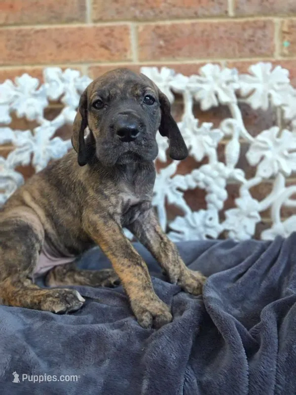 Nagini – Great Dane puppy for sale in Fort Worth, TX