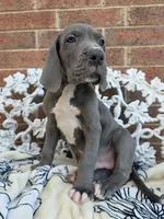 Lion - Euro TPC, a male Great Dane for sale in Fort Worth, TX – Photo 2 of 9