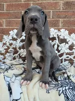 Lion - Euro TPC, a male Great Dane for sale in Fort Worth, TX – Photo 6 of 9