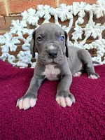 Lion, a male Great Dane for sale in Fort Worth, TX – Photo 7 of 9