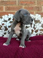 Lion, a male Great Dane for sale in Fort Worth, TX – Photo 4 of 9