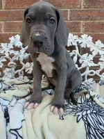 Lion - Euro TPC, a male Great Dane for sale in Fort Worth, TX – Photo 5 of 9