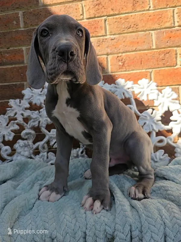 Lion - Euro TPC – Great Dane puppy for sale in Fort Worth, TX